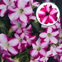 Afbeelding van Petunia P12 Magenta Star